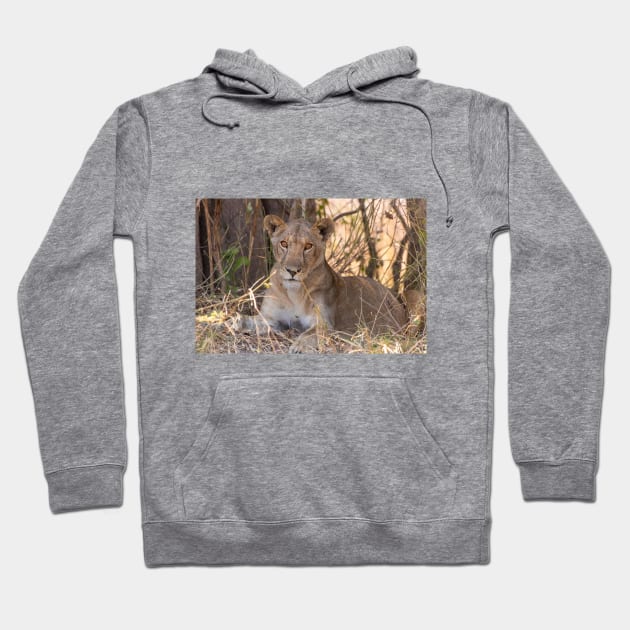 Lioness in the shade Hoodie by SafariByMarisa